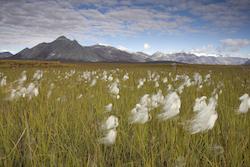 Vista in Arctic National Wildlife Refuge