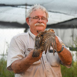 Attwater prairie chicken