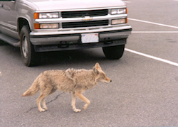 Urban coyote