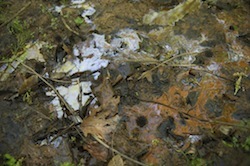 Coal ash pond leakage