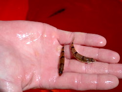 snail darter